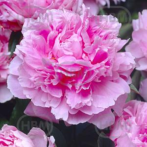 paeonia sarah bernhardt elbo12701