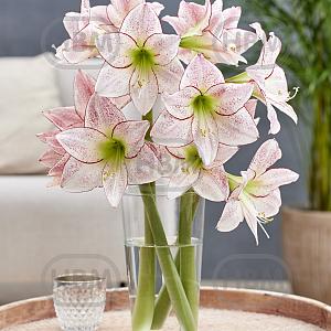 1000 stars cut flower hz