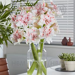 princess madeleine cut flower hz