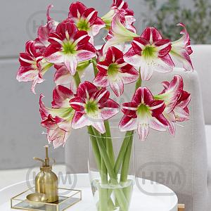 route 66 cut flower hz