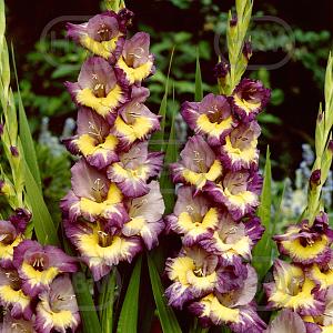 gladiolus dynamite