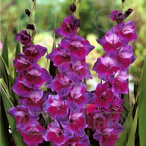 gladiolus velvet eyes
