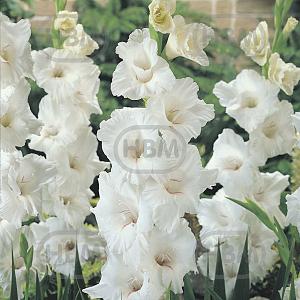 gladiolus white prosperity elbo17858