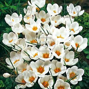 crocus ard schenk