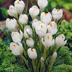 crocus vernus jeanne d arc
