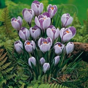 crocus vernus pickwick