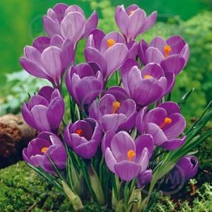 crocus vernus remembrance