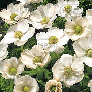 anemone bride