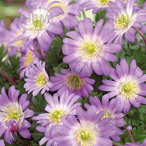 anemone blanda rosea