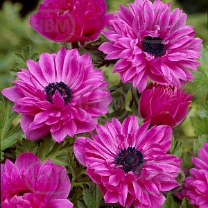 anemone coronaria double the admiral