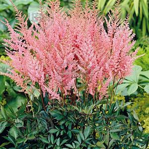 astilbe erika