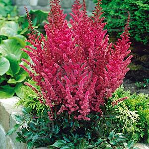 astilbe maggie daley
