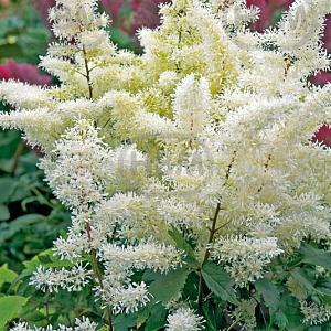 astilbe rock and roll