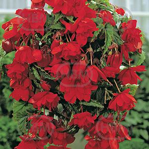 begonia pendula red