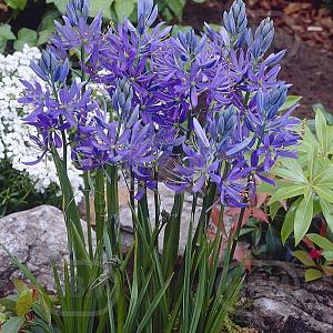 camassia quamash