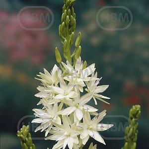 camassia leichtlinii semiplena elbo11954
