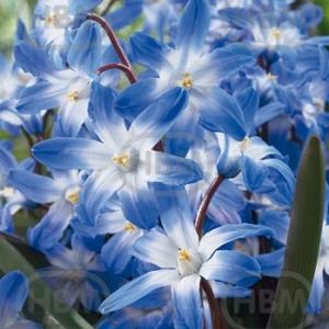 chionodoxa forbesii blue giant