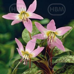 erythronium dens canis