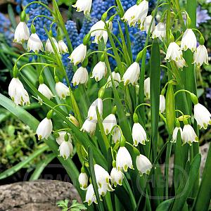 leucojum aestivum