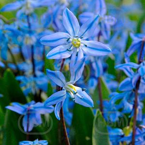 scilla siberica single