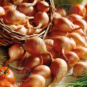 shallots visi10178