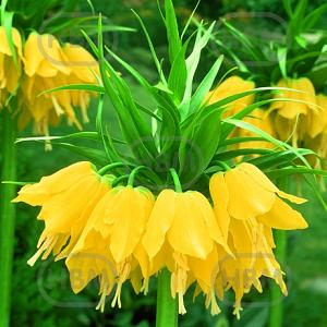 fritillaria lutea wes 43102