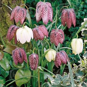 fritillaria meleagris mix