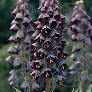 fritillaria persica wes 51182