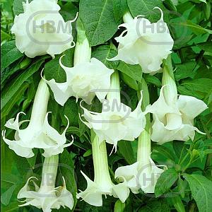 brugmansia double white 1