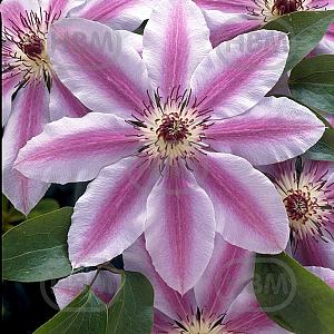clematis nelly moser