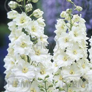 delphinium white 2 