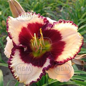 hemerocallis border music