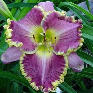 hemerocallis face of the stars