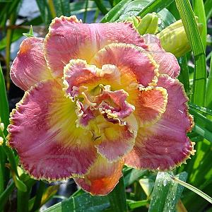 hemerocallis unlock the stars