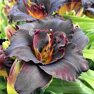 hemerocallis voodoo dancer