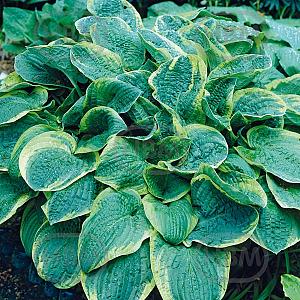 hosta christmas tree