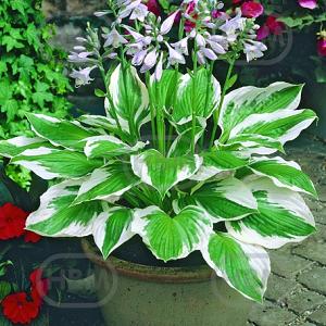 hosta patriot wes 62580