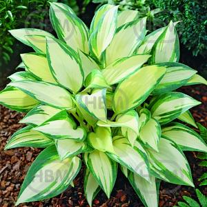 hosta remember me vis 128660