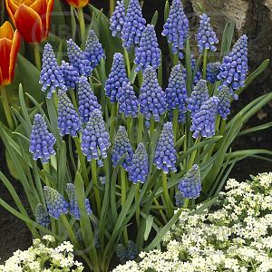 muscari armeniacum elbo14936