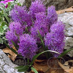 muscari comosum plumosum elbo13287