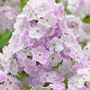 phlox cool water visi151961
