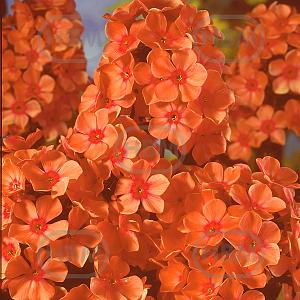 phlox orange elbo25212