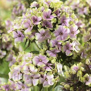 phlox paniculata starbust visi38021