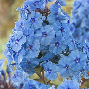 phlox visi41730