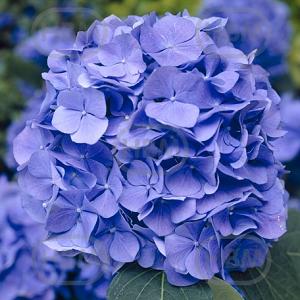 hydrangea macrophylla blue elbo16770