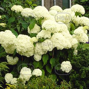 hydrangea arborescens annabelle visi01942