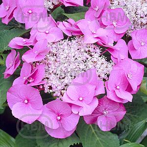 hydrangea teller roze elbo11550