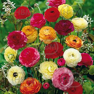 ranunculus mixed