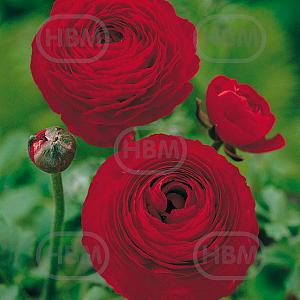 ranunculus red