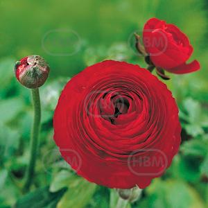 ranunculus red elbo r 43554